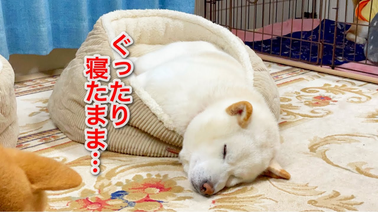 ぐったりと疲れている柴犬とその横で容赦なく遊ぶ無邪気な柴犬家族 Youtube
