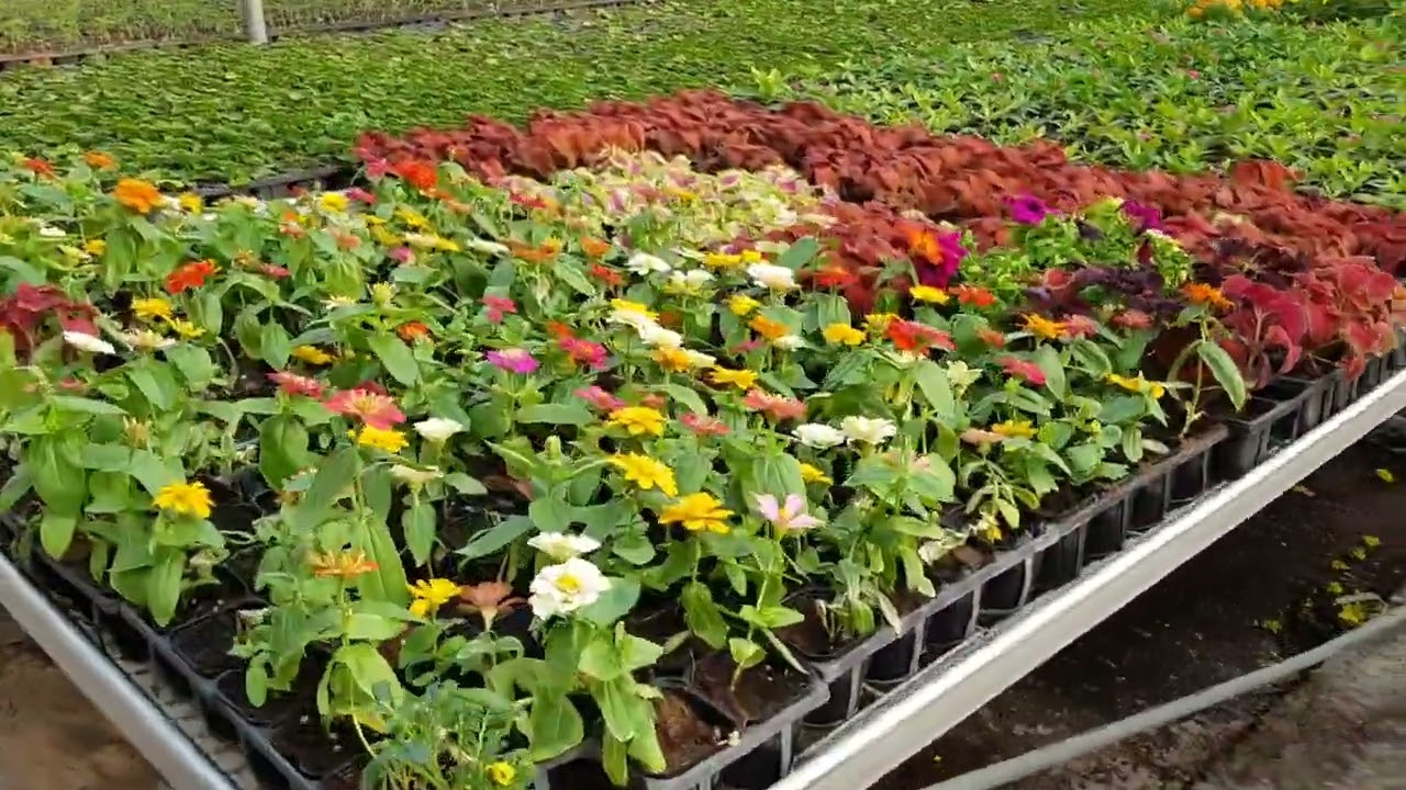 جولة في مزرعة السليطين من اكبر المزارع في قطر#qatar