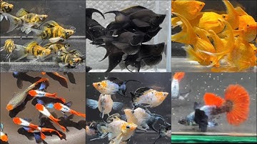 Tổng Hợp Các Dòng Cá Molly Và Guppy Siêu Đẹp Giá Rẻ