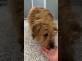 Cortado (MR26-127) video