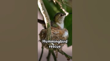 Rescued baby hummingbird twins 🥹 #pbs #hummingbird #conservation #rescue #bird