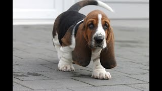 Stanley the Basset Hound Puppy  Aged 8 weeks  1 year old