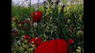 #سورة_الملك #القرآن_الكريم #اكسبلور #قرآن