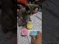 This kitty love her new toys