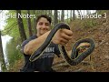 Catching A GIANT Black Rat Snake! (Field Notes Ep. 3)