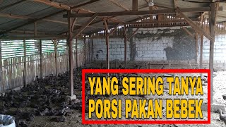 PAKAN BEBEK PEDAGING UMUR 42HARI #DOD24