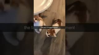 The face of disappointment 😂#memes Net Worth