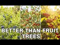 These Tiny Bushes Produce 10X MORE Food Than Fruit Trees 
