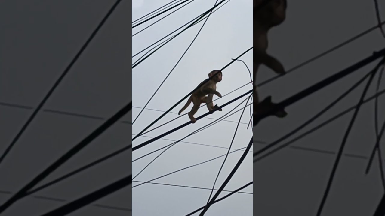 Funny Monkey 61 Travel Funnymonkey Shortvideo Viralvideo Youtube Wildlife