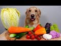 ♥♥채소를 싫어하는 사람들은 댕댕이를 본받으시개 !! [ASMR]강아지먹방