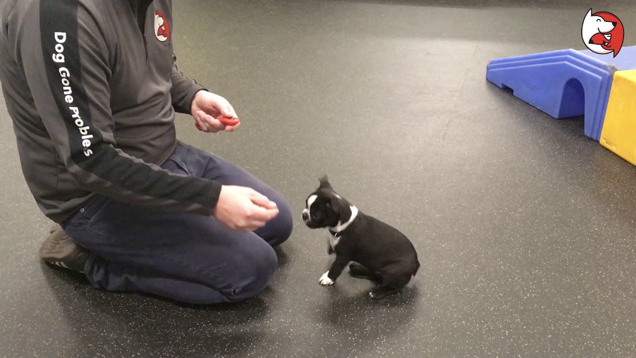 Puppy Class Lesson Clicker Training YouTube