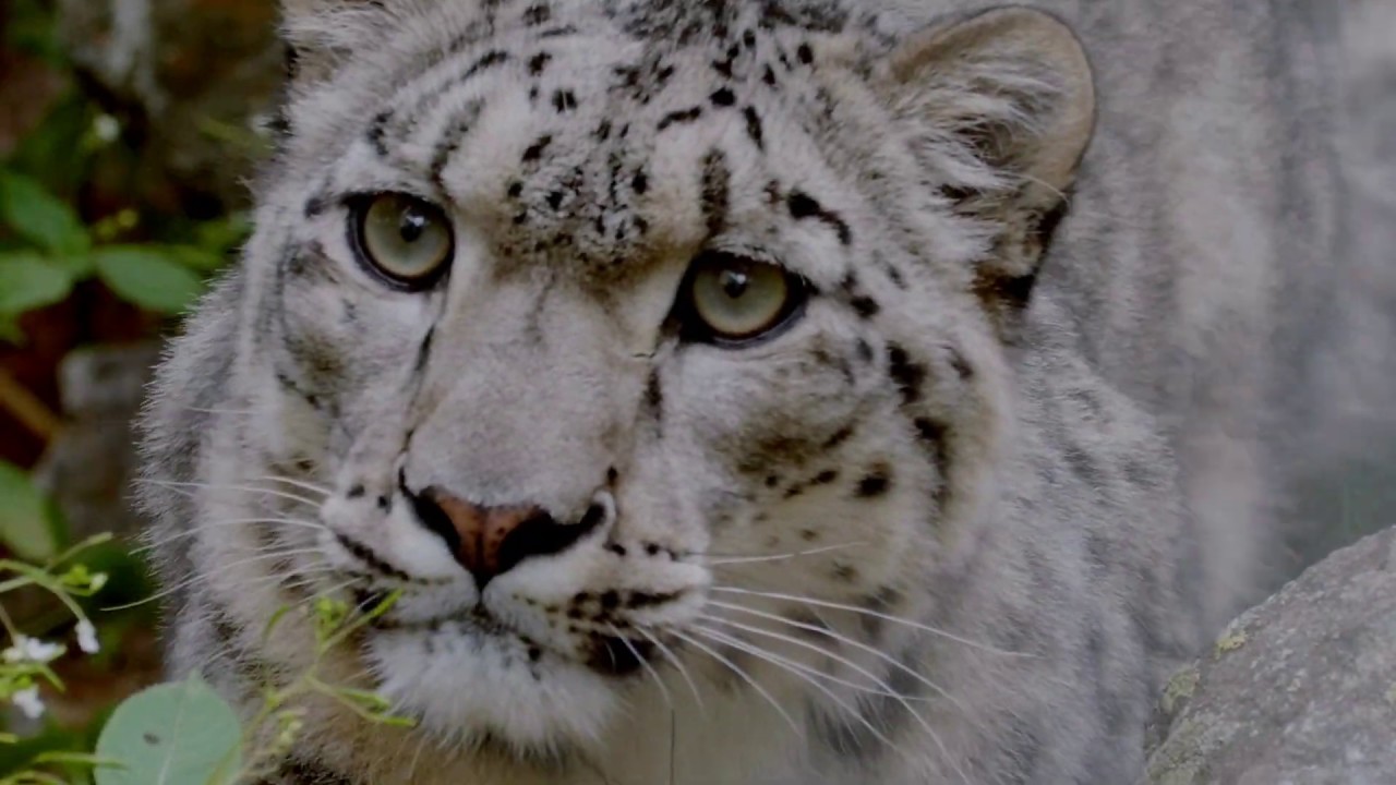 Snow Leopard Foundation - YouTube