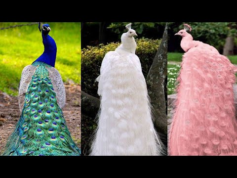 Video: ¿Por qué el pavo real es más hermoso que la pava real?