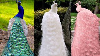 5 PAVO REALES MAS HERMOSOS!! del Mundo 🌍🦃 7 Colores de pavos mas bonitos que poca gente conoce!