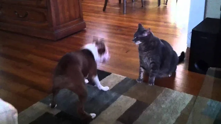 Cat body slams Boston Terrier