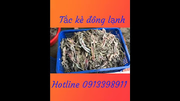 Tắc kè mổ sẵng chuẩn bị giao khách - 0913398911