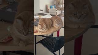 funny cat video try not to lough #shorts #Cat