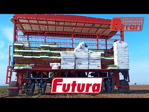 Ferrari Futura transplanter transplanting fennel