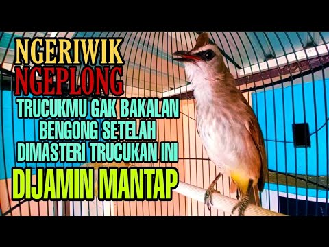 Trucukan ngeriwik untuk pancingan trucuk anakan agar bunyi