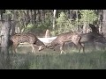 Chital-Axis Deer Fights