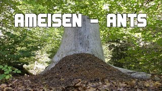 Ameisen - Ants - Phase 4K
