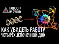 Инфу записали на бактерию, змеи ползают по-новому, фаги против супербактерий. Главное на QWERTY №155