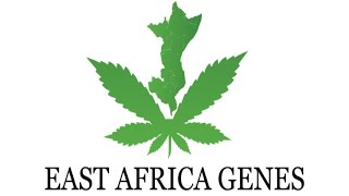 ⚠️ HIGHLY POTENT African Landrace