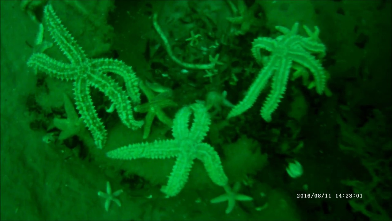 Su Altı Çekimi Narlı Köyü