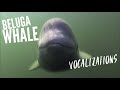 Listening to earth over 100 beluga whales recorded with hydrophone