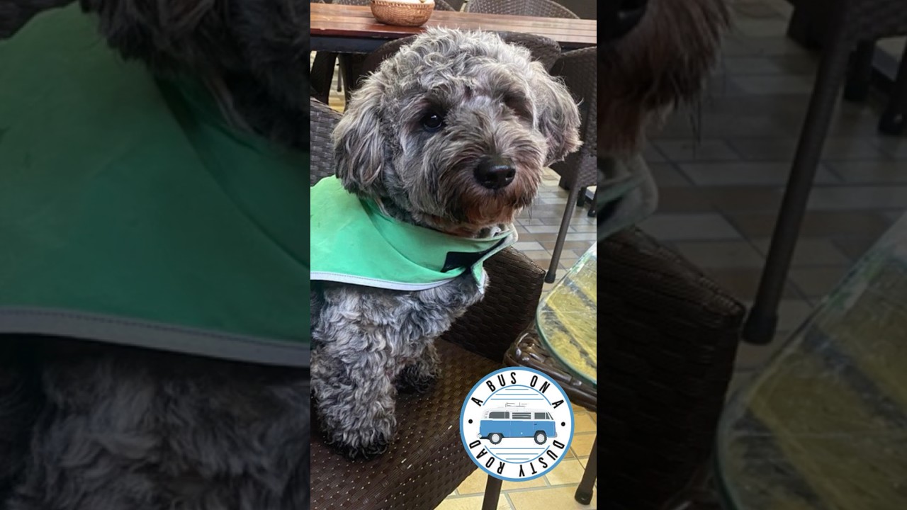 Pelle's Philosophy   Life Like A Dog! 