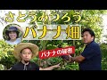 【バナナの育て方】さとうみつろうさんの畑をパトロール!バナナの豆知識が濃い 教えて~EM研究機構の浅井さん!