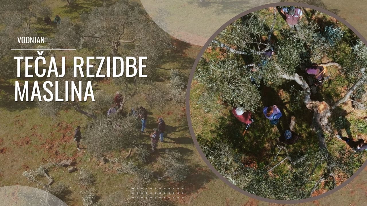 BOJE ZEMLJE Tečaj rezidbe maslina