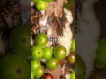 Jabuticaba, 1 of the world’s natural wonders #superfood #jabuticaba #foryou #nutrition #diduknowboi