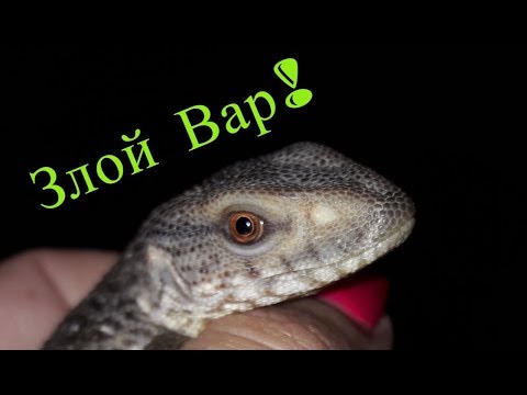 video phone beyonce mp3 МАЛЕНЬКИЙ ЗЛОЙ ВАР!
