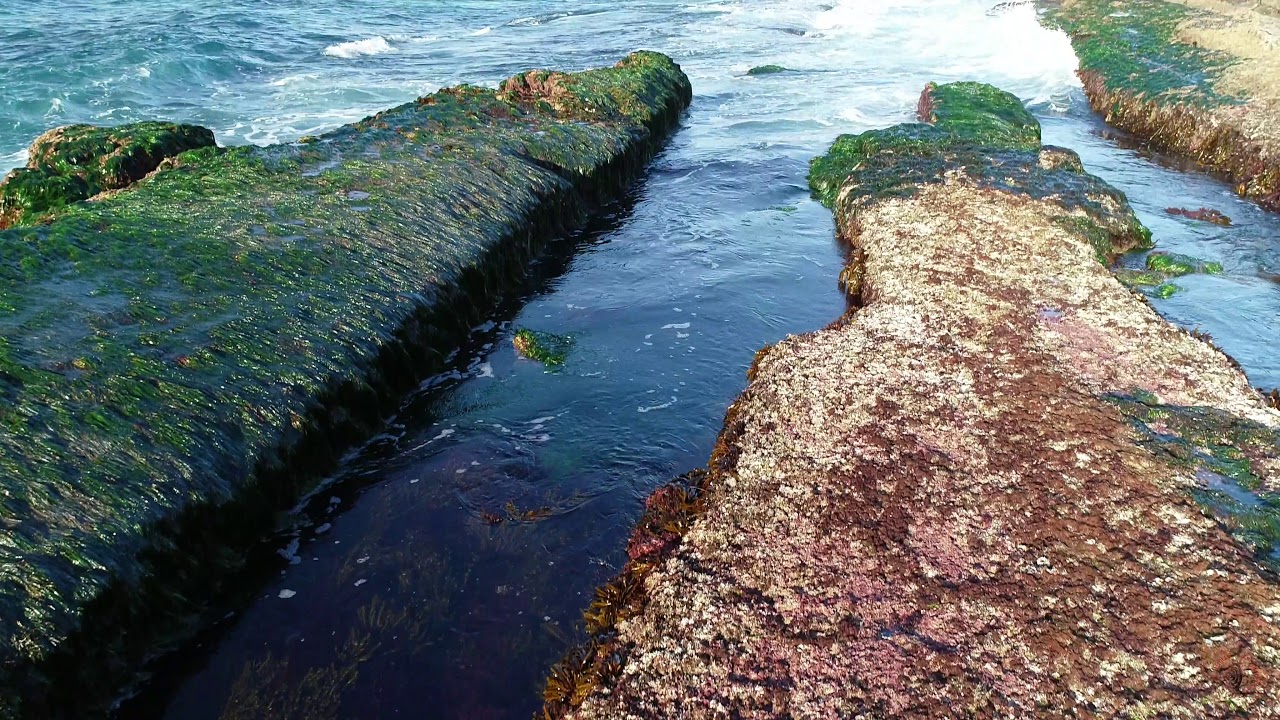 la-jolla-tide-pools-youtube