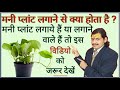 मनी प्लांट का पौधा // MONEY PLANT /money plant kaise lagaye / money plant lagane se kya hota hai