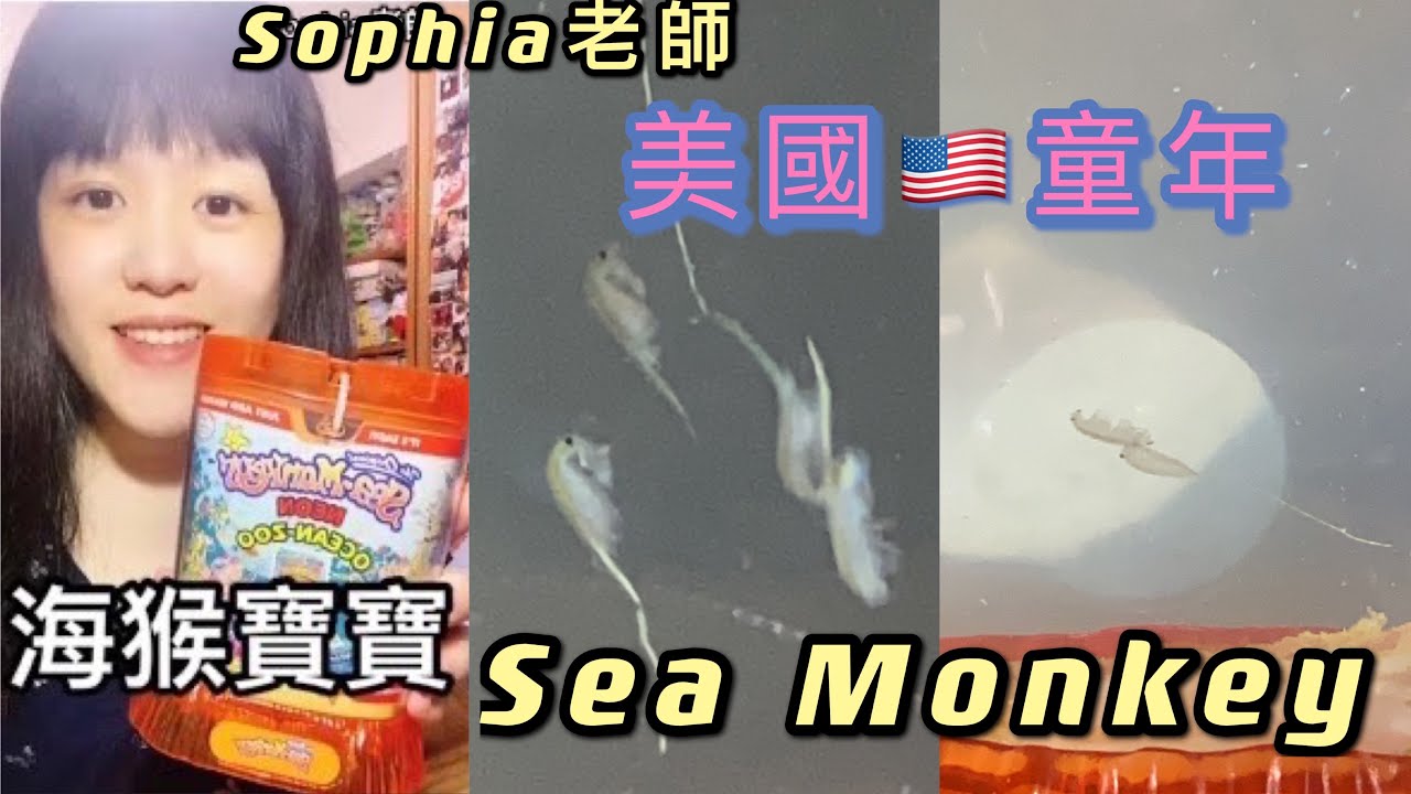 海猴寶寶 Sea Monkey飼養過程/壽命/長多大/吃什麼/是動物嗎 Sophia老師｜美國生活🇺🇸 英文學習 2021.5月-8月 ...