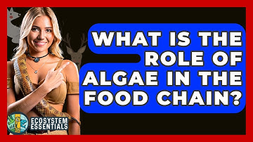 What Is The Role Of Algae In The Food Chain? - Ecosystem Essentials