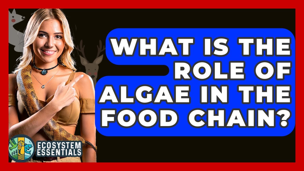 What Is The Role Of Algae In The Food Chain? - Ecosystem Essentials