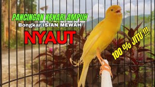 Kenari Gacor Ngerol Panjang Cocok Untuk Pancingan Kenari Paud Bikin Burung Kenari Gacor Panjang