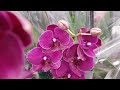 Новое поступление ОРХИДЕИ в КАСТОРАМА Melody Ferrara Orchids ORCHID Орхидея ОРЕНБУРГ Обзор ОРХИДЕЙ