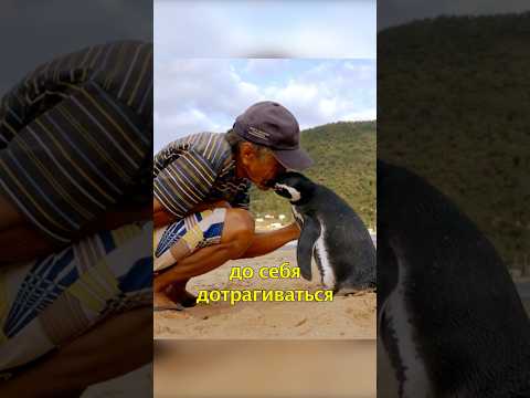 🐧Пингвин Плывет 8