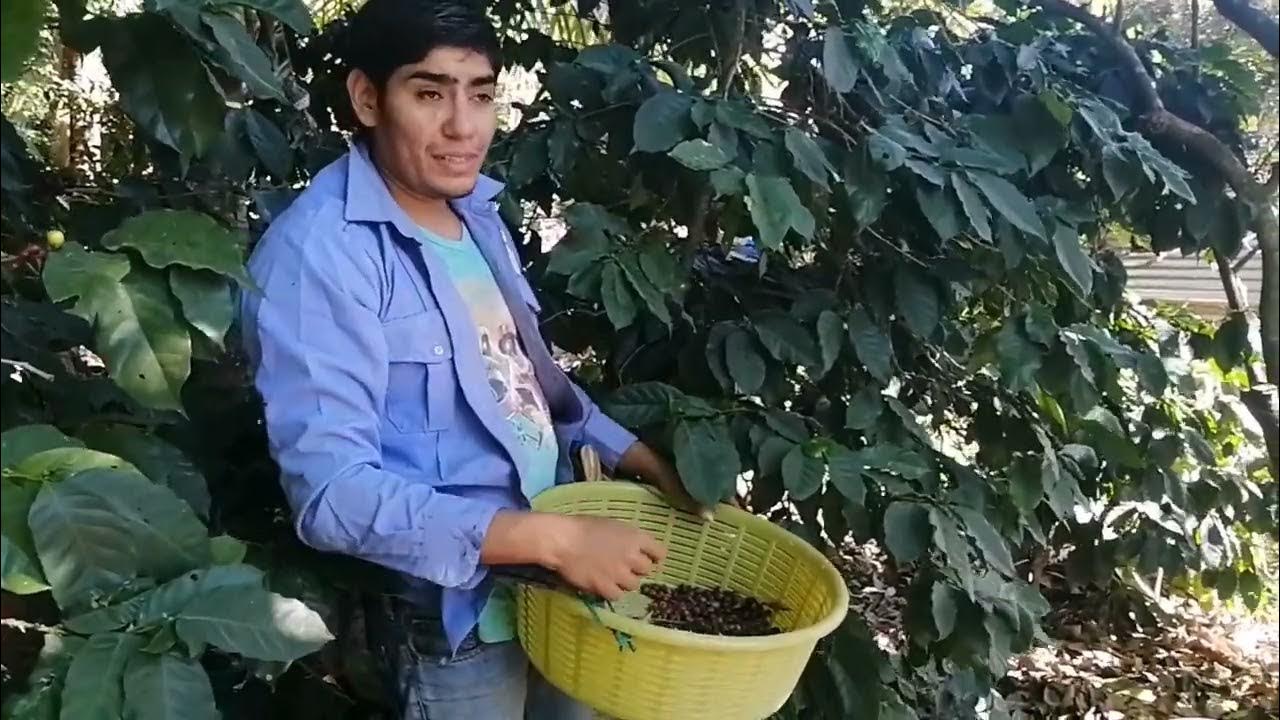 Cortando Café En Paraiso De Osorio Probablemente La última Vez Youtube