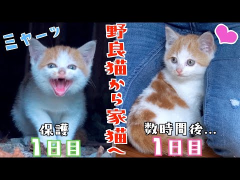 【野良猫から家猫へ】保護した子猫の目つきが数時間で激変！？【子猫保護初日 前編】