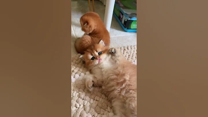 Watch the video about British golden kittens are playing #kitten #cats #adorably