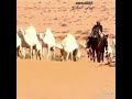 شيلة والله مابيعك بالغنم يالمغاتير