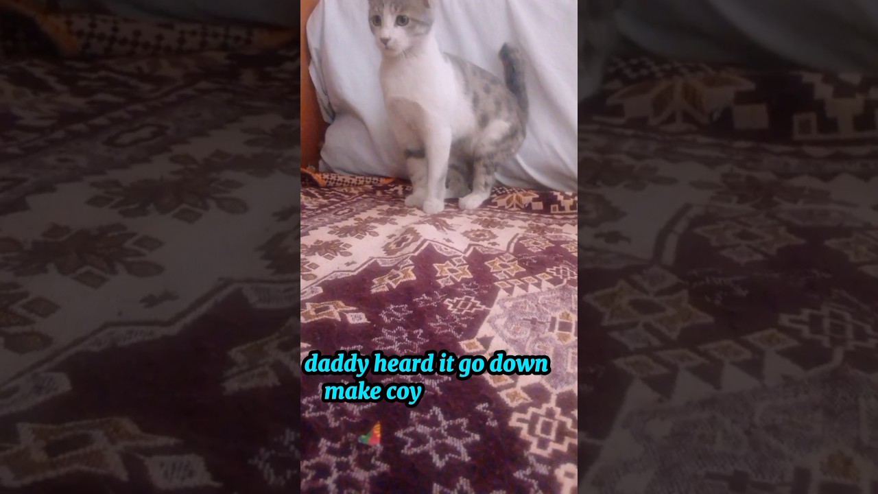 Samo is vibing to Indian music!🥰💃🤸‍♀️