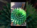 Nature’s Perfect Geometry 🌸 | #oddlysatisfying #satisfying #perfection #relaxing #calm #dailyasmr