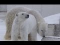 ホッキョクグマ デナリとララの同居開始~Polar Bear,The season of Love