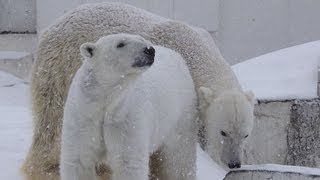 ホッキョクグマ デナリとララの同居開始~Polar Bear,The season of Love
